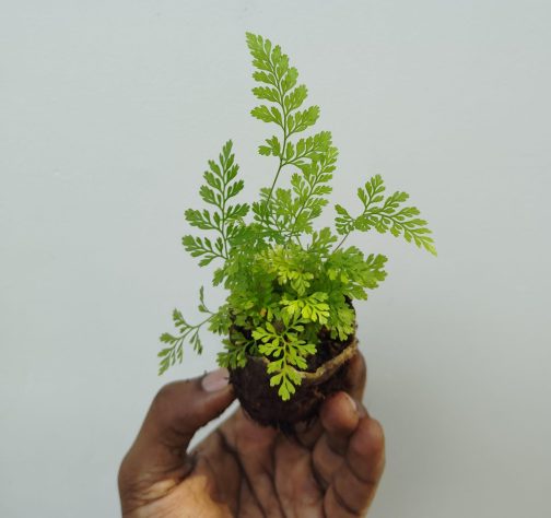 Rabbit foot fern (small plant clump) - Image 2