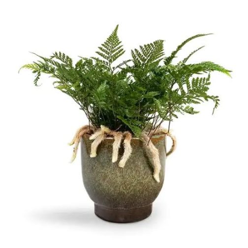 Rabbit foot fern (small plant clump) - Image 7