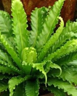 Victoria bird nest fern/ Asplenium antiqum (small jiffy plant)