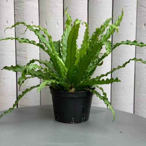 Victoria bird nest fern/ Asplenium antiqum (small jiffy plant) - Image 3