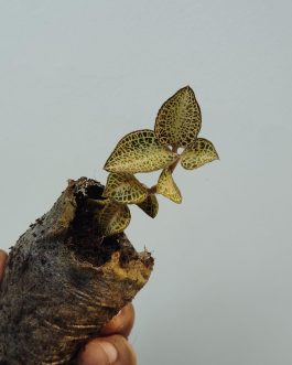 Jewel orchid ‘gold bar’ (small plant jiffy)