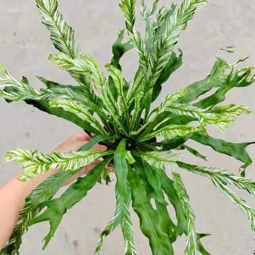 Varigated fish tail birds nest fern (large single plant) - Image 2