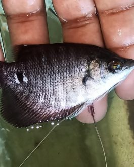 Giant gourami large sized 3 inch sized ( 2 pcs)