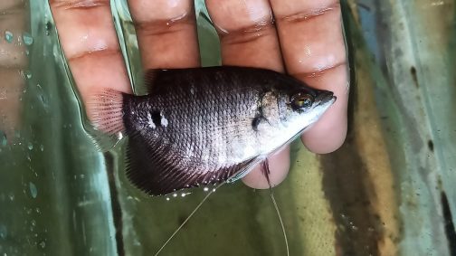 Giant gourami large sized 3 inch sized ( 2 pcs)