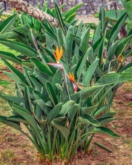 Bird of Paradise (small plant pot)