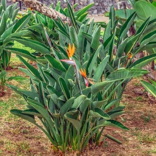 Bird of Paradise (small plant pot) - Image 2