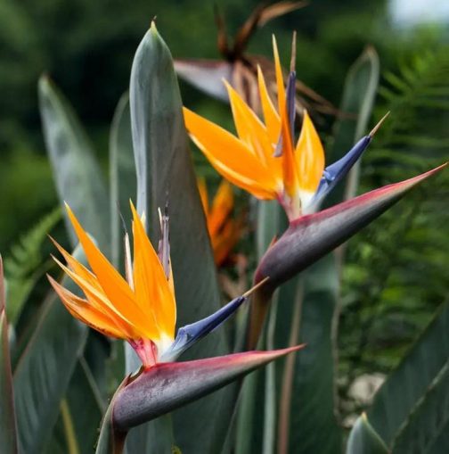 Bird of Paradise (small plant pot)