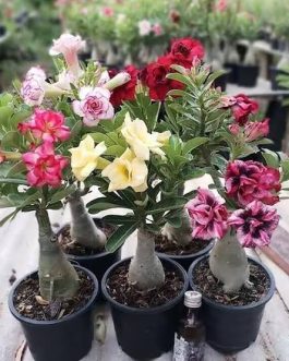 Adenium- unknown colour  (small plant pot)