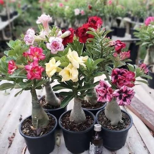 Adenium- unknown colour  (small plant pot)