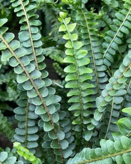 Garden Ferns