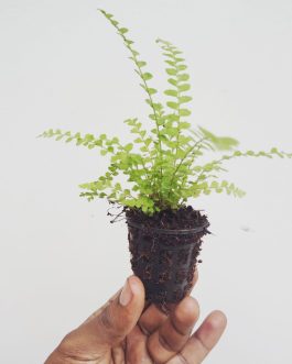 Lemon button fern (small plant pot)