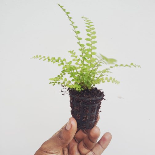 Lemon button fern (small plant pot) - Image 2