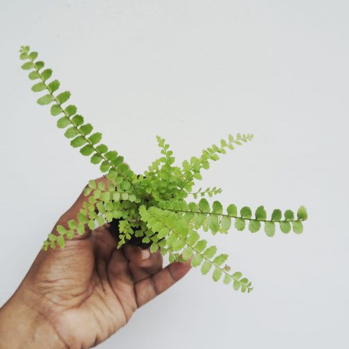 Lemon button fern (small plant pot) - Image 3