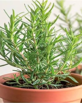 Rosemary (small plant pot)