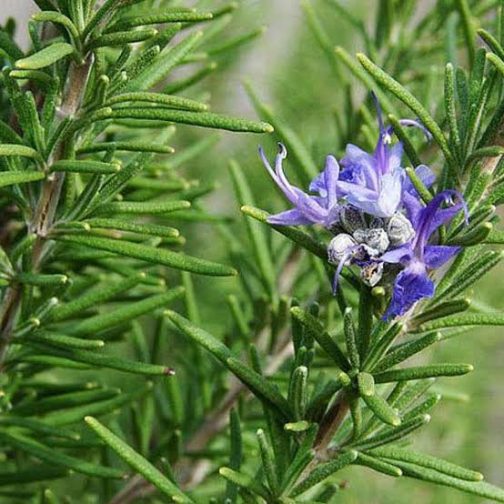 Rosemary (small plant pot) - Image 4