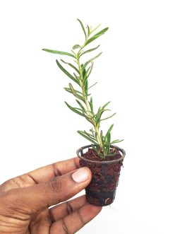 Rosemary (small plant pot)