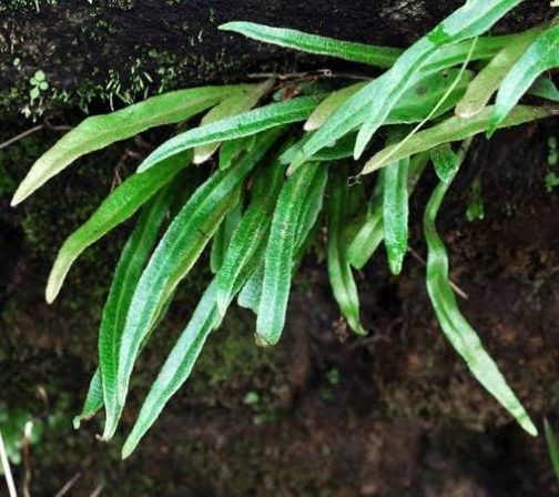 Tongue Fern/ Pyrrosia lingua (single plant-bare root)