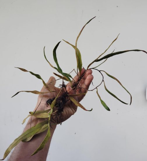 Tongue Fern/ Pyrrosia lingua (single plant-bare root) - Image 3