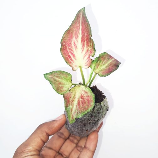 Caladium Redstar (jiffy sized ) - Image 4