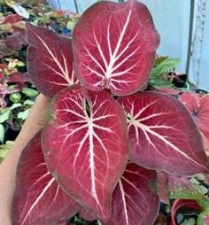 Caladium Redstar (jiffy sized )