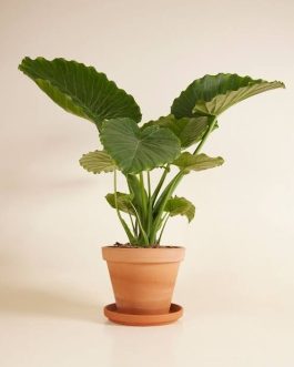 Alocasia Gaigantla California (jiffy sized)