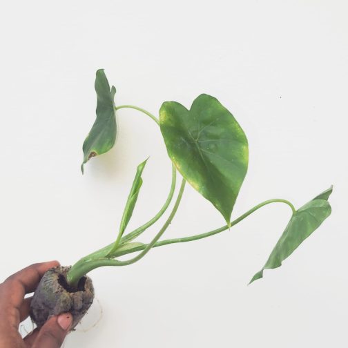 Alocasia Gaigantla California (jiffy sized) - Image 5