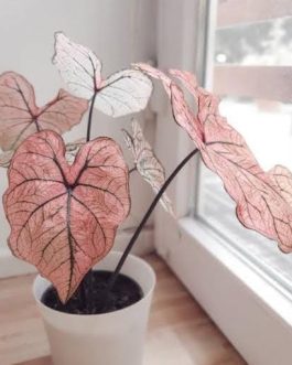 Caladium Pink Paper (jiffy sized)