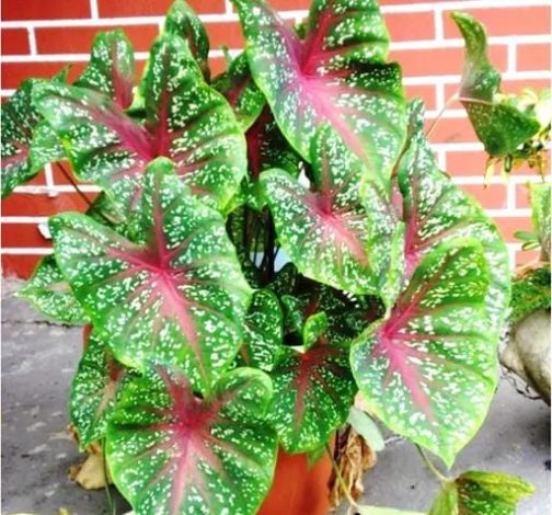 Caladium Bud Bicolour (jiffy sized) - Image 2