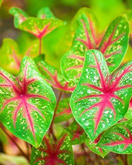 Caladium Bud Bicolour (jiffy sized)