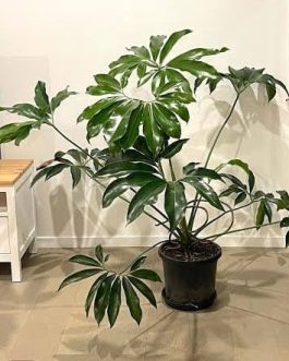 Philodendron Goeldii (jiffy sized)