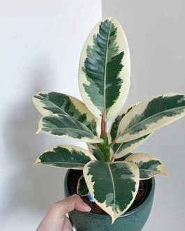 Ficus Tineke Variegated (jiffy sized)