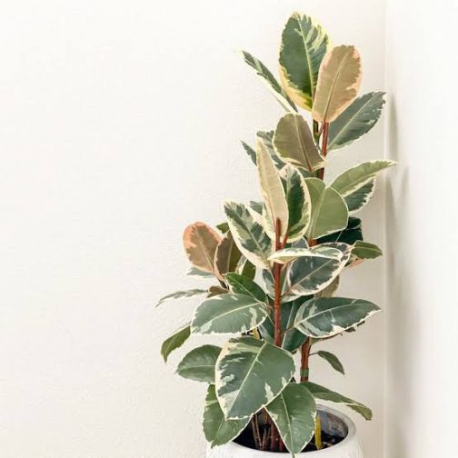 Ficus Tineke Variegated (jiffy sized) - Image 2