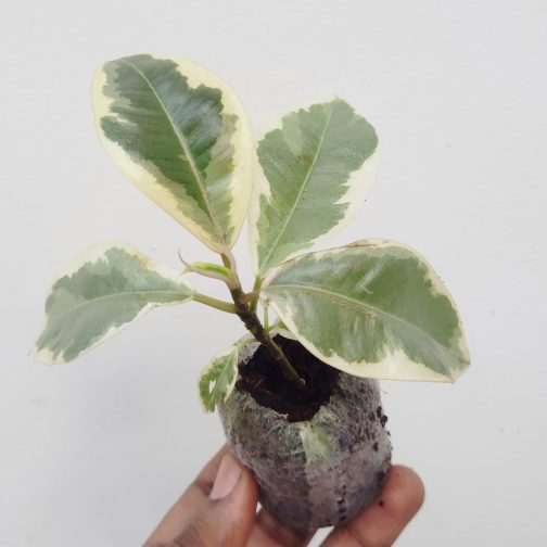 Ficus Tineke Variegated (jiffy sized) - Image 5