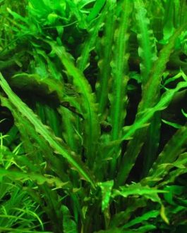 Cryptocoryne Spiralis Green (large pot)