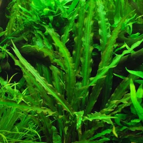 Cryptocoryne Spiralis Green (large pot)