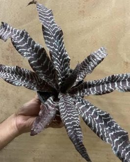 Cryptanthus zonatus (large single plant)