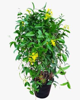 Tristellateia Australasiae/ Tristellateia Gold Vine (single plant)