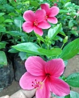 Hibiscus Viceroy Pink (single plant)