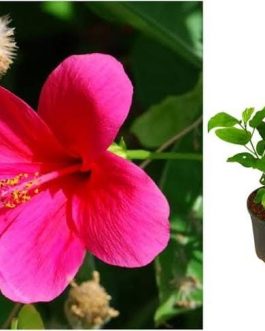 Hibiscus Viceroy Pink (single plant)