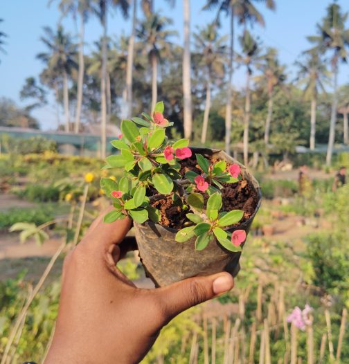 Euphorbia Milii Dwarf Apache Red (single plant) - Image 4