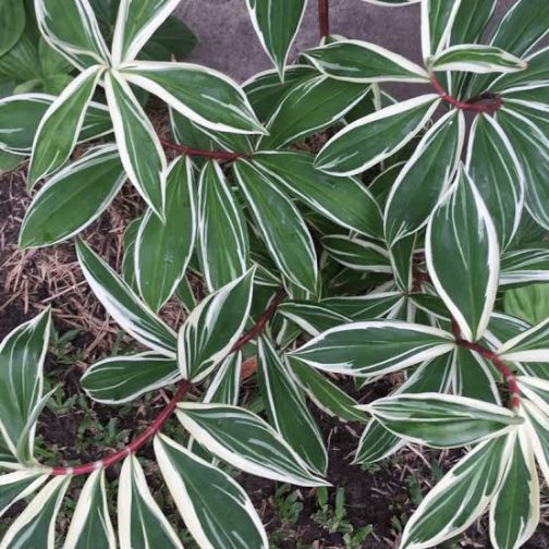 Costus Arabicus Variegated (large single plant) - Image 2