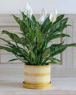 Domino variegated peace lily (large single plant)