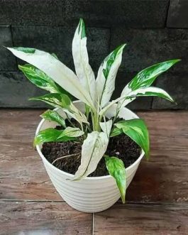 Picasso variegated petite peace lily – dwarf variety (single plant)