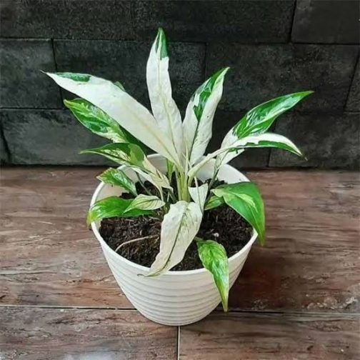 Picasso variegated petite peace lily - dwarf variety (single plant)