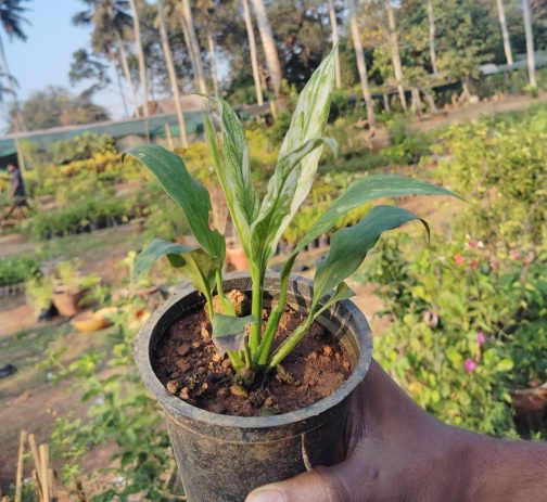 Picasso variegated petite peace lily - dwarf variety (single plant) - Image 3