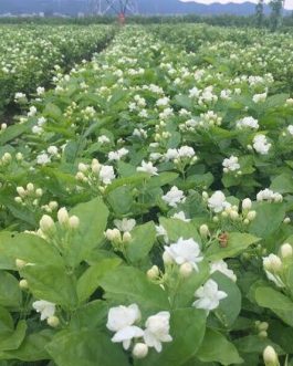 Double Layer flower Arabian Jasmine (single plant)