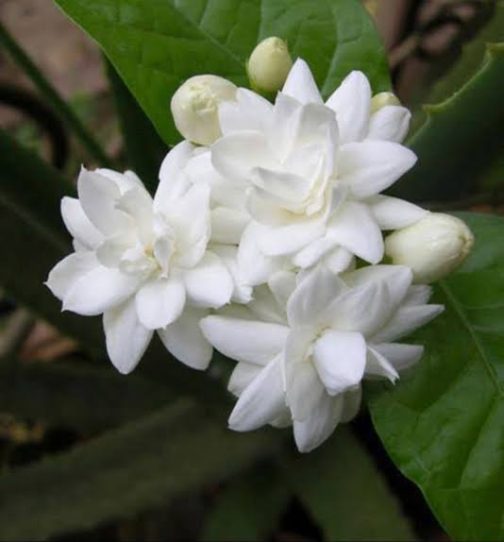 Double Layer flower Arabian Jasmine (single plant)