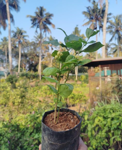 Double Layer flower Arabian Jasmine (single plant) - Image 4