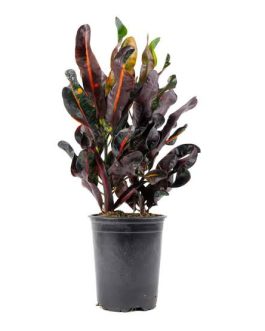 Croton Codiaeum variegatum (single plant)