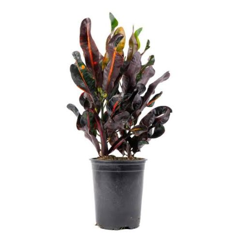 Croton Codiaeum variegatum (single plant)